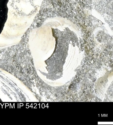 Protocardia subquadrata