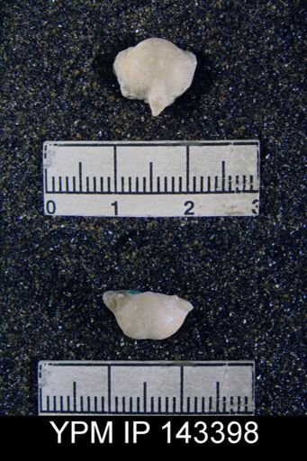 Chonetella nasuta