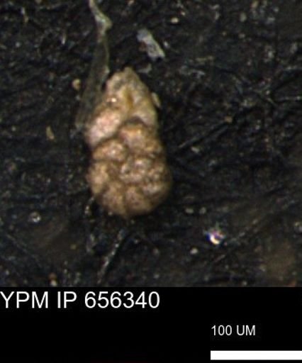 Ammobaculoides whitneyi