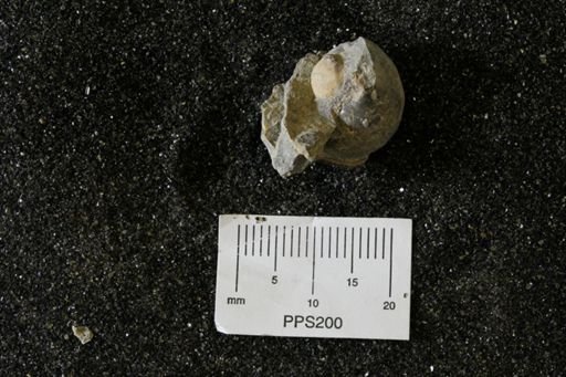 Spisula elliptica