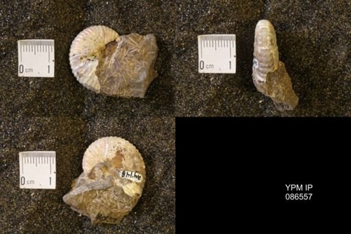 Hoploscaphites birkelundi
