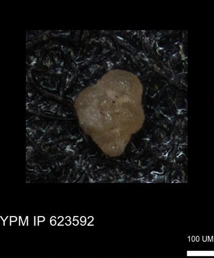 undet. Foraminiferida