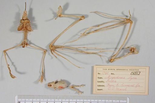 Megaderma lyra