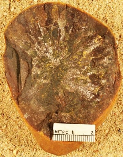 Annularia