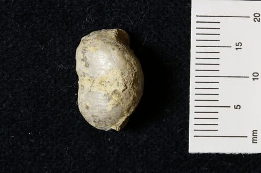 Marginifera wabashensis