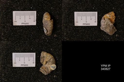 Scaphites sp.