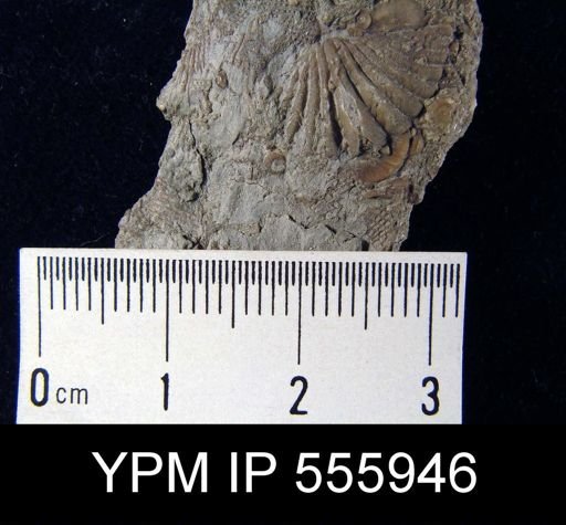 undet. Delthyrididae
