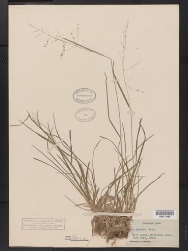 Poa alsodes