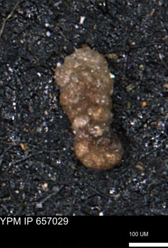 Ammobaculoides whitneyi