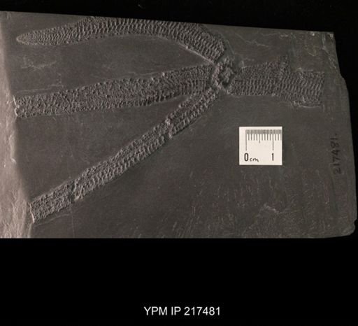 Bdellacoma verruculosa