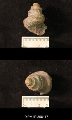 Worthenia sp.