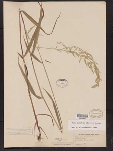 Cinna latifolia