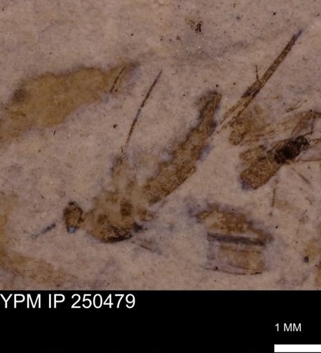 undet. Diptera