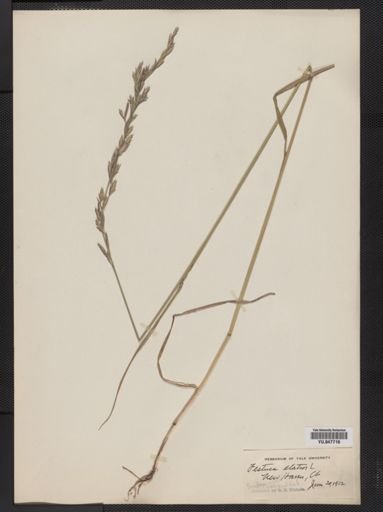 Festuca elatior