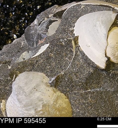 Protocardia sp.