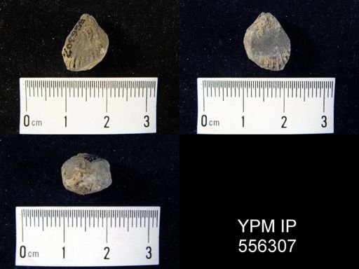 Rhynchonella campbellana