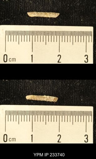 Archaeocidaris sp.