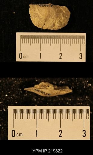 Chonetes granulifer
