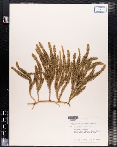 Lycopodium annotinum