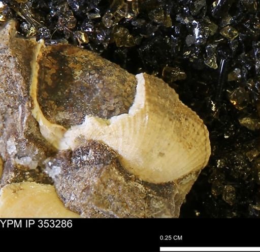 Parallelodon sp.