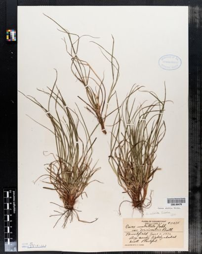 Carex umbellata