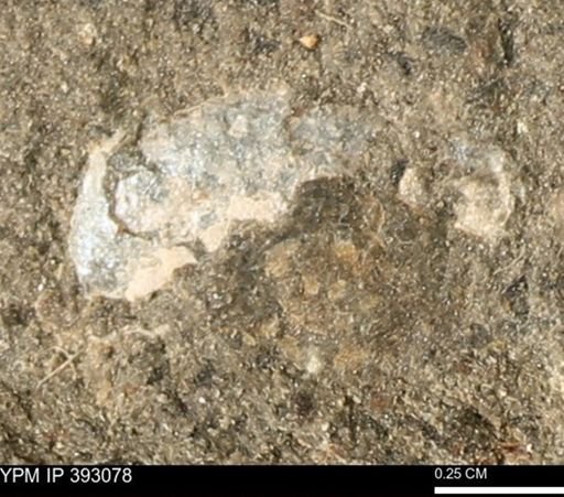 Scaphites sp.