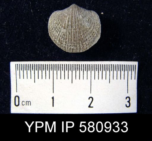 Atrypa sp.