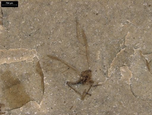 Hemiptera?