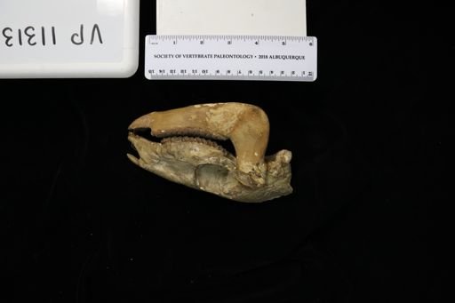 Mesohippus hypostylus