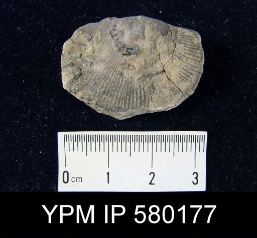 Streptorhynchus sp.