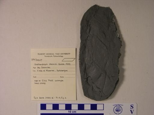 Svalbardaspis stensioi