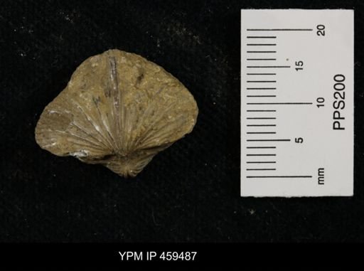 Neospirifer kansasensis