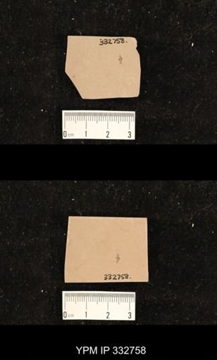 undet. Hexapoda