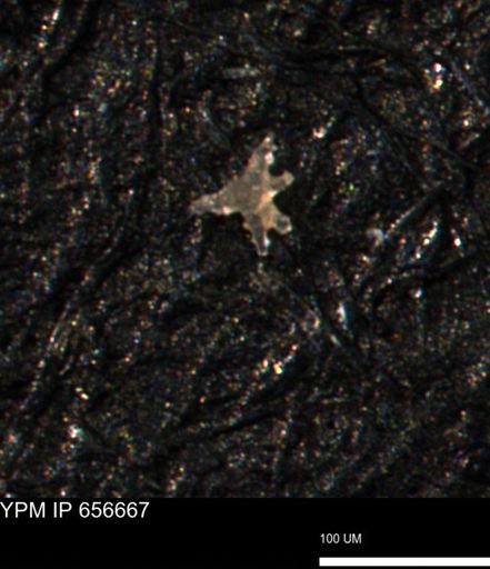 undet. Porifera