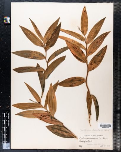 Maianthemum