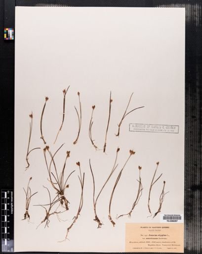 Juncus stygius