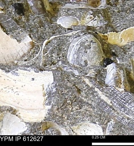 Protocardia sp.