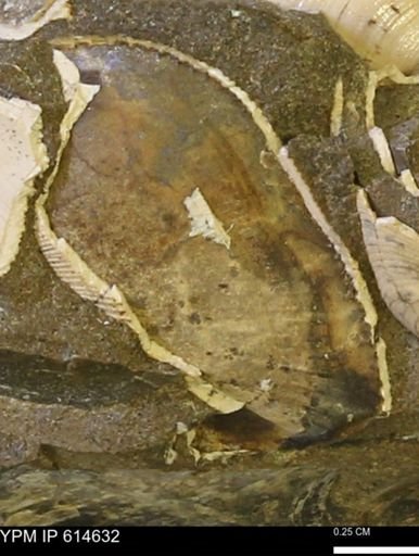 Parallelodon (Cosmetodon) sulcatinus