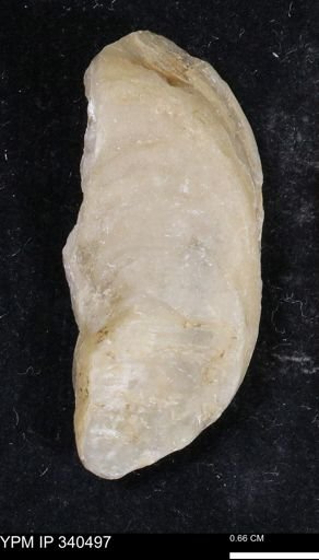 Ostrea glabra