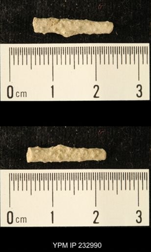 Archaeocidaris sp.