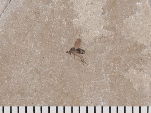 Diptera?