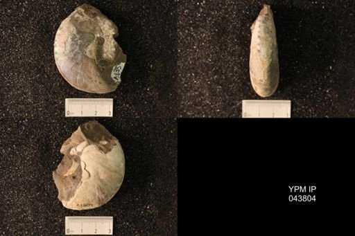 Hoploscaphites nicolletii