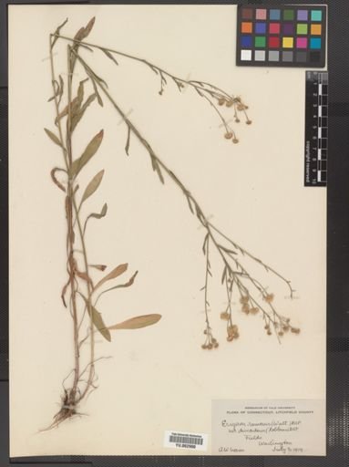 Erigeron strigosus