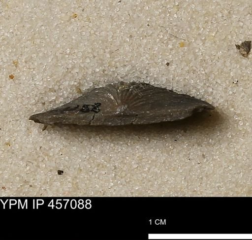 Stropheodonta sp.