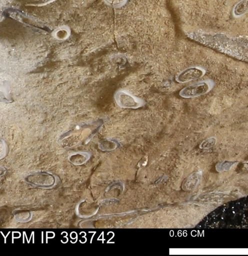 undet. Serpulidae