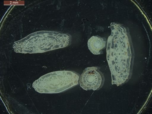 Triticites pygmaeus