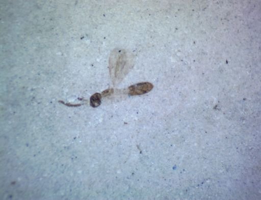 undet. Insecta