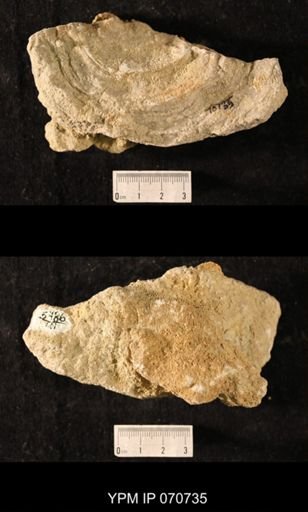 Favosites louisvillensis?