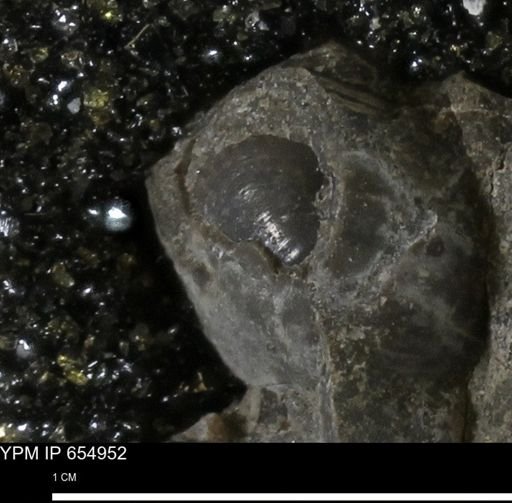 Protocardia sp.