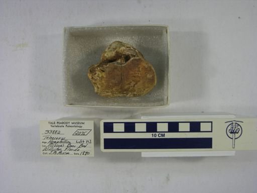 Teleoceras fossiger